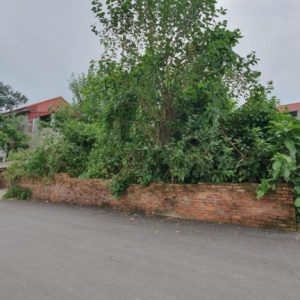 Lần đầu ra mắt thị trường tại Thôn 11 Nghĩa Trụ - Văn Giang - Hưng Yên